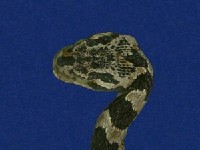 大頭蛇藏品圖，第2張